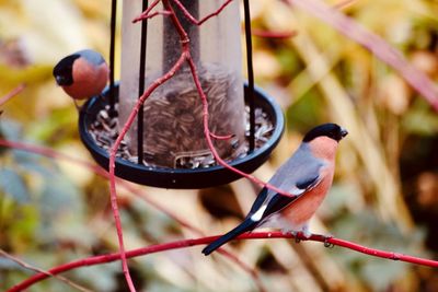 Close-up of birds perching on tree