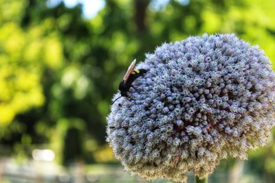 Close-up of bee pollinating on flower