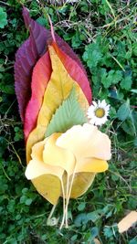 Close-up of yellow flower blooming outdoors