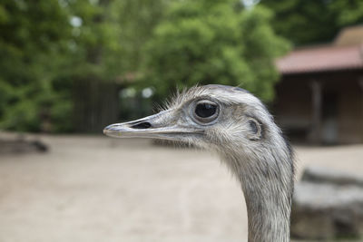 Close-up of a bird looking away