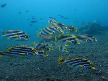 School of fish swimming in sea