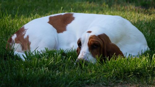 Close-up of dog on field