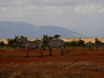 Zebras standing on field against sky