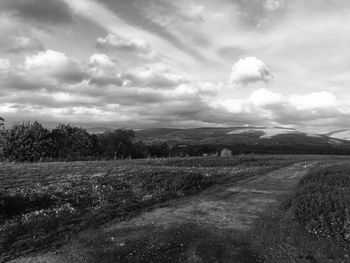 Scenic view of agricultural field against sky