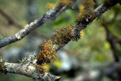 Close-up of lichen on branch