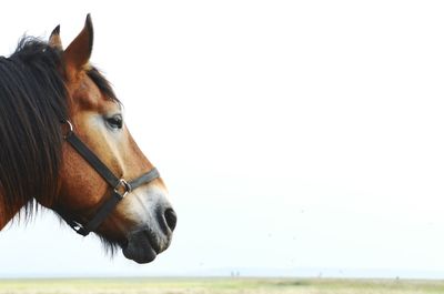 Cropped image of horse against clear sky