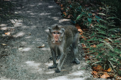 Portrait of monkey in forest