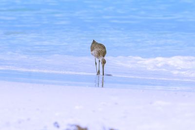 Bird standing at beach