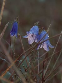 Close-up of purple flowering plant