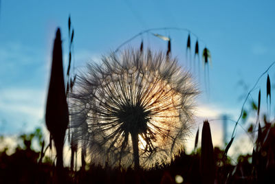 Close-up of dandelion on field