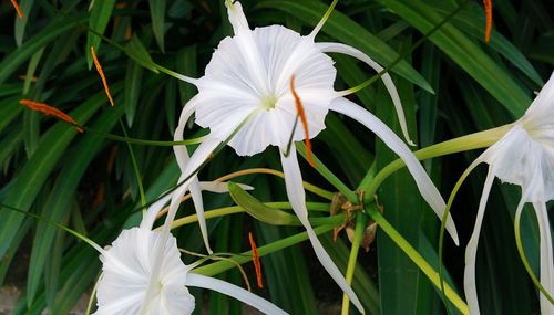 Close-up of white flowers blooming outdoors