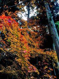 Close-up of trees during autumn