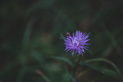 Close-up of purple flowering plant