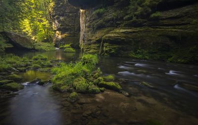 Stream flowing through forest