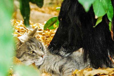 Close-up of a cat