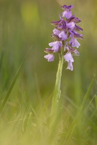 Close-up of purple flowering plant on field