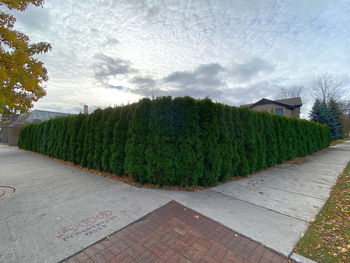 Footpath by trees against sky