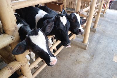 High angle view of calves peeking by railing