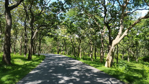 Road passing through forest