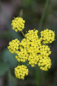 Close-up of yellow flowering plant