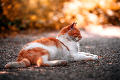 View of a cat lying on ground