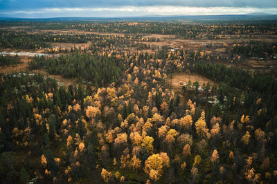 Majestic aerial view of coniferous woods with yellow and green trees lit by sunlight in autumn