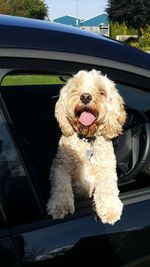 Close-up of dog