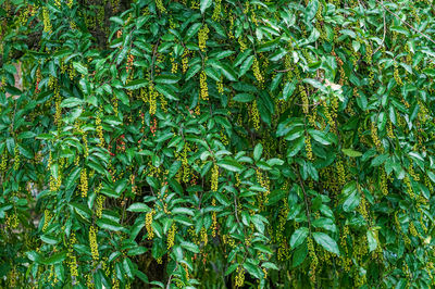 Full frame shot of fresh plants
