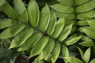 Full frame shot of green leaves