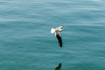 High angle view of seagull flying over water