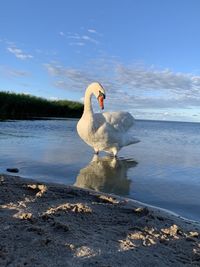 View of swan floating on lake