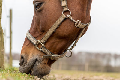 Close-up of horse grazing on field