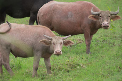 Buffalo in the field, thailand