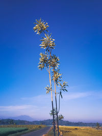 Plant growing on field against blue sky