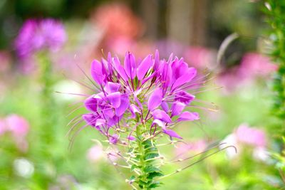 Close-up of pink flowering plant