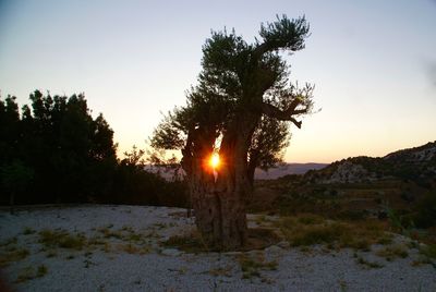 Trees on field against sky during sunset