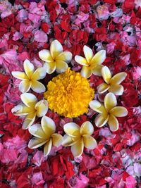 Full frame shot of yellow flowers