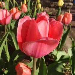 Close-up of red flowers blooming outdoors