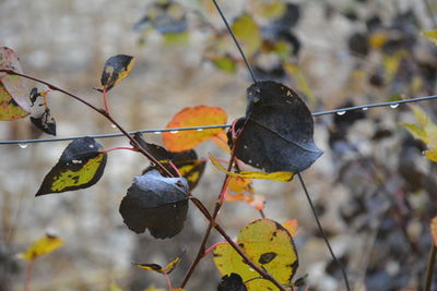 Close-up of dry leaves on plant during winter