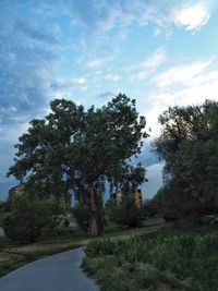 Trees in forest against sky