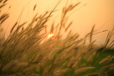 Close-up of stalks in field against sunset