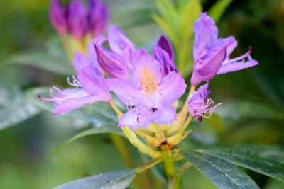 Close-up of flowers