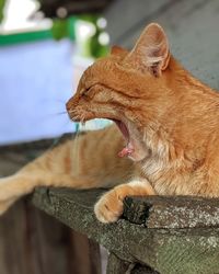 Red ginger cat yawning