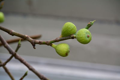 Close-up of figs growing on branch