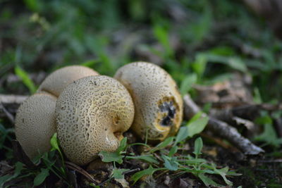 mushroom