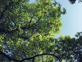 Low angle view of trees