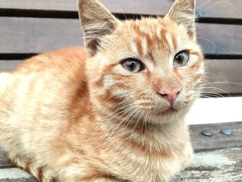 Close-up portrait of ginger cat