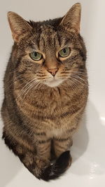 Close-up portrait of a cat