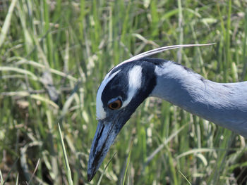 Close-up of a bird