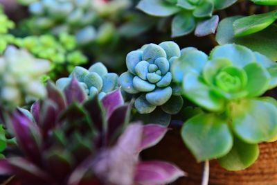 Close-up of purple flowering plant